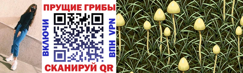 наркошоп  Могоча  Псилоцибиновые грибы Cubensis 